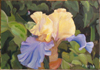 Iris jaune - 29x20 - Huile sur toile collée sur bois