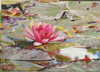 Nymphéas 4 - 29x20 - Huile sur toile collée sur bois